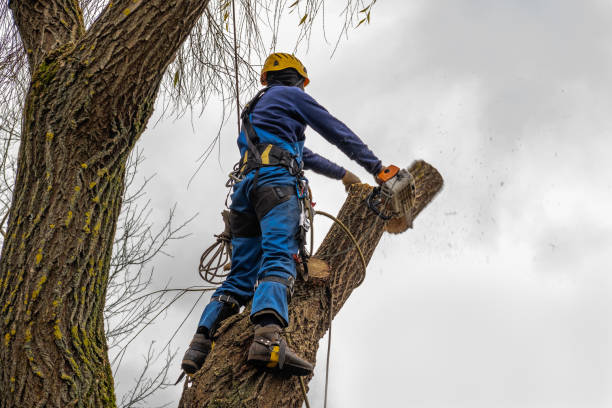 Best Tree Branch Trimming  in Thoreau, NM